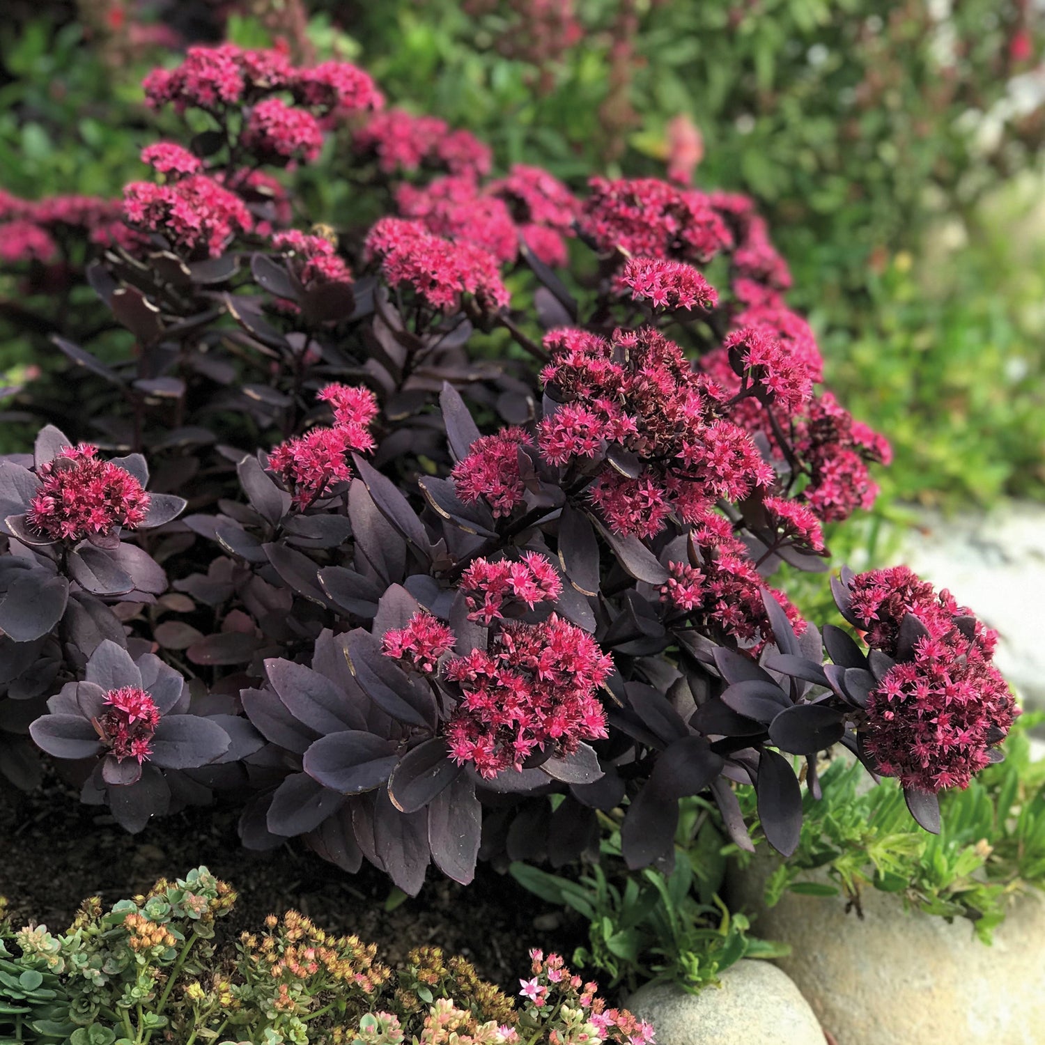Japaninmaksaruoho 'Plum Dazzled' 3 kpl