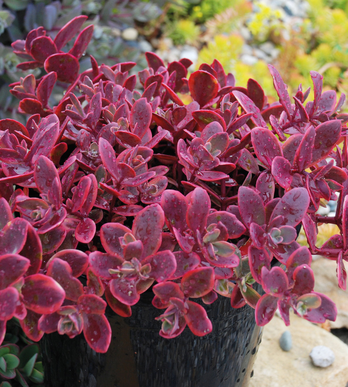Japaninmaksaruoho 'Wildfire' 3 kpl