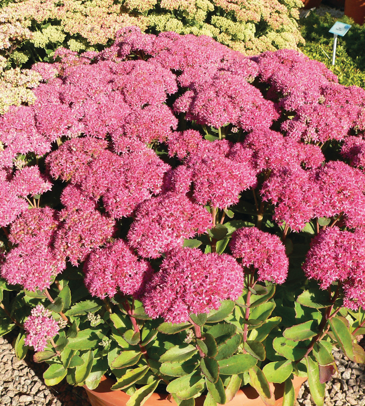 3 kpl Isomaksaruoho 'Autumn Joy'