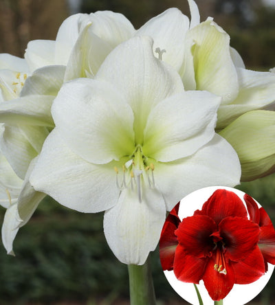 4 kpl Amaryllis KerhoSpecial