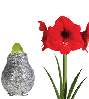 1 kpl Vaha-amaryllis Magic Silver