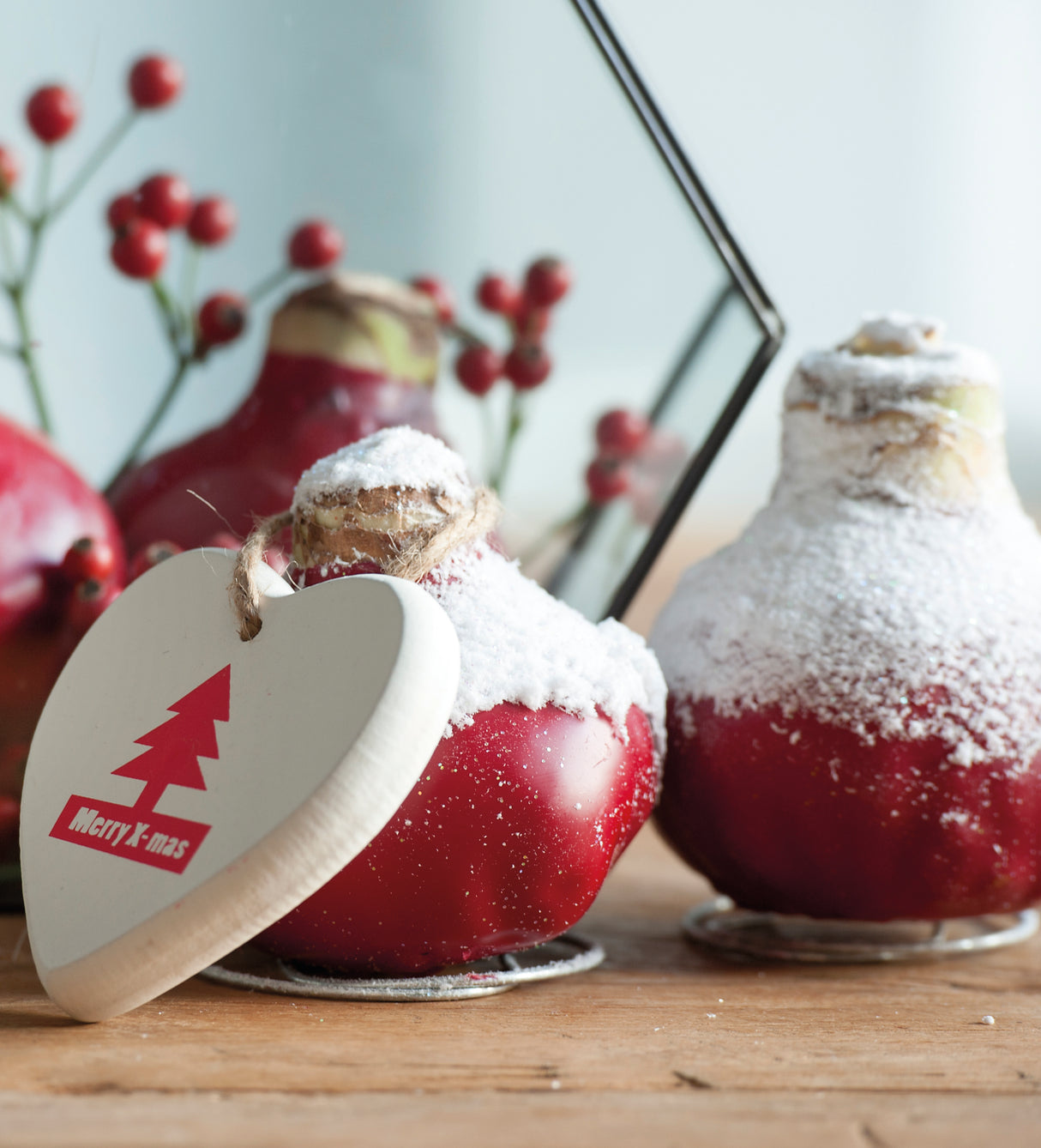 1 kpl Vaha-amaryllis Snow X-mas Red
