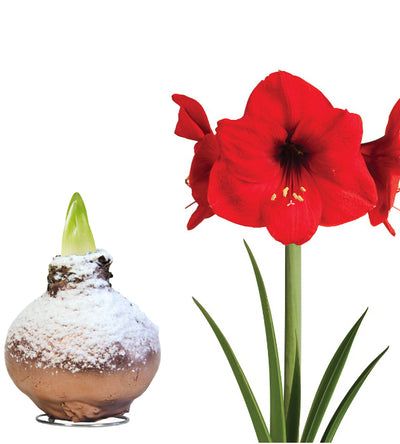 1 kpl Vaha-amaryllis Snow Copper