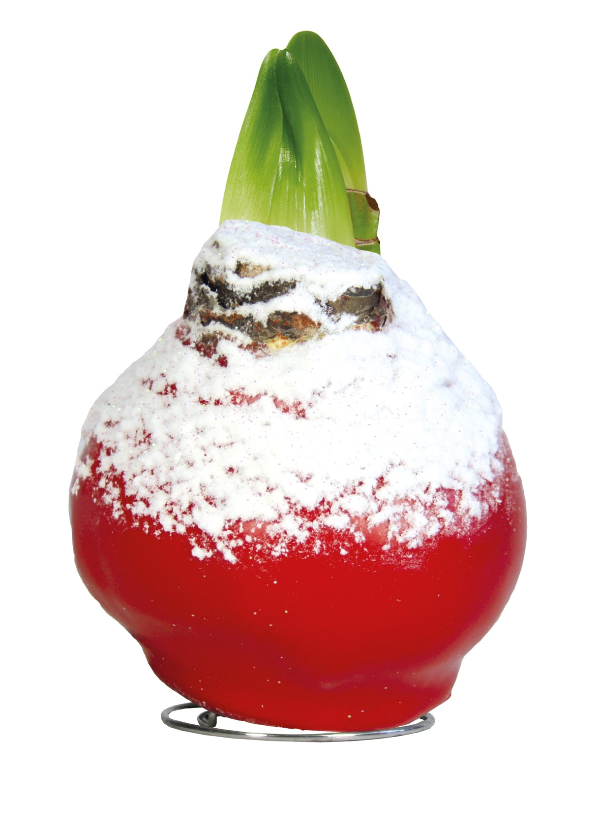 1 kpl Vaha-amaryllis Snow X-mas Red