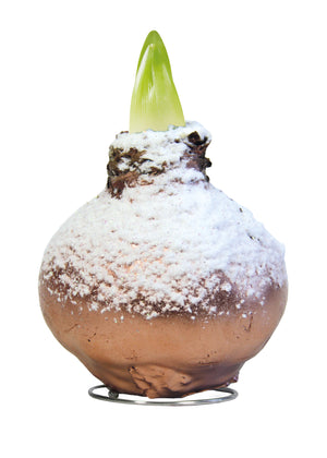 1 kpl Vaha-amaryllis X-mas Copper Snow