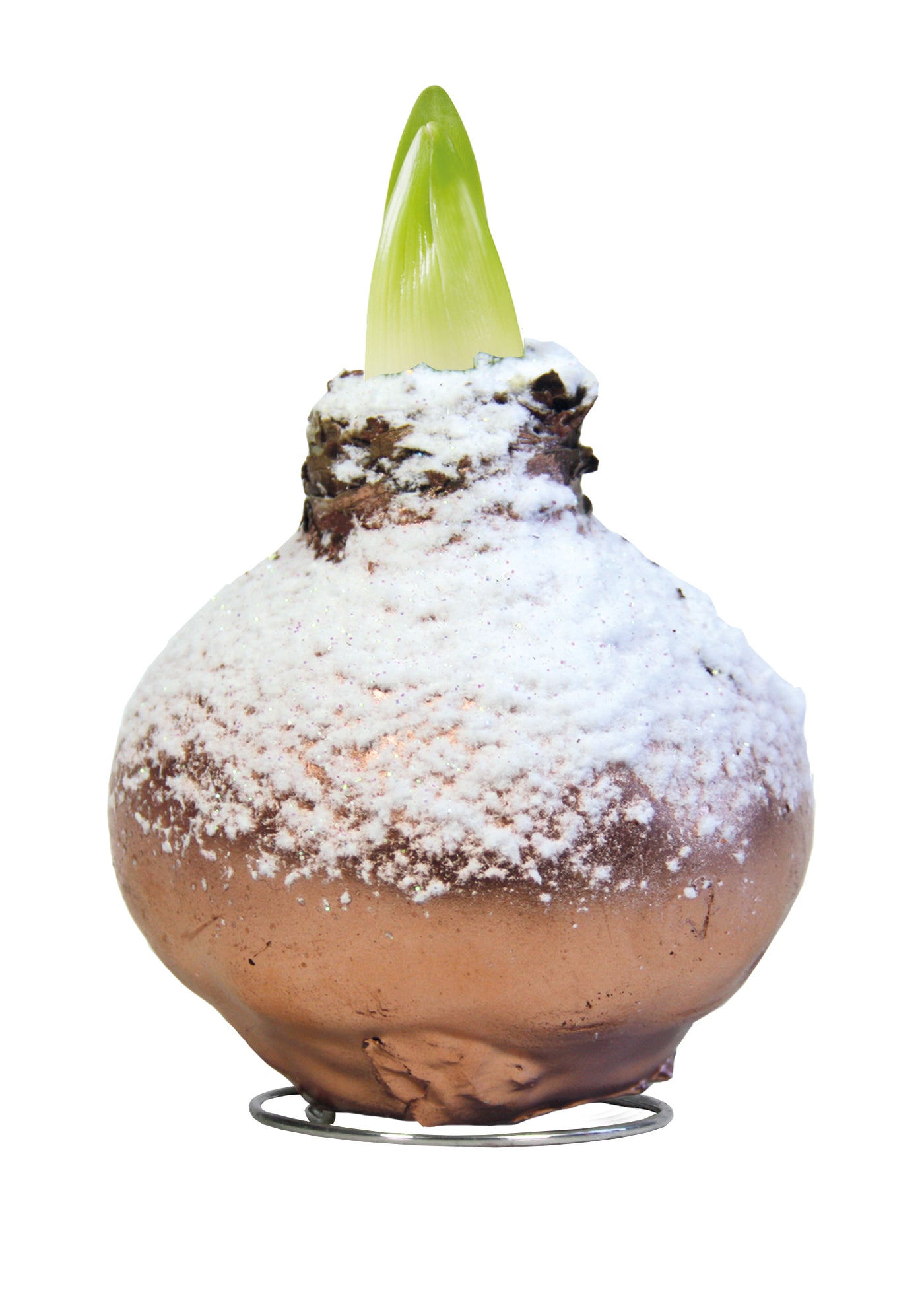 1 kpl Vaha-amaryllis X-mas Copper Snow