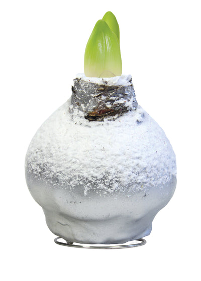 1 kpl Vaha-amaryllis Snow Silver