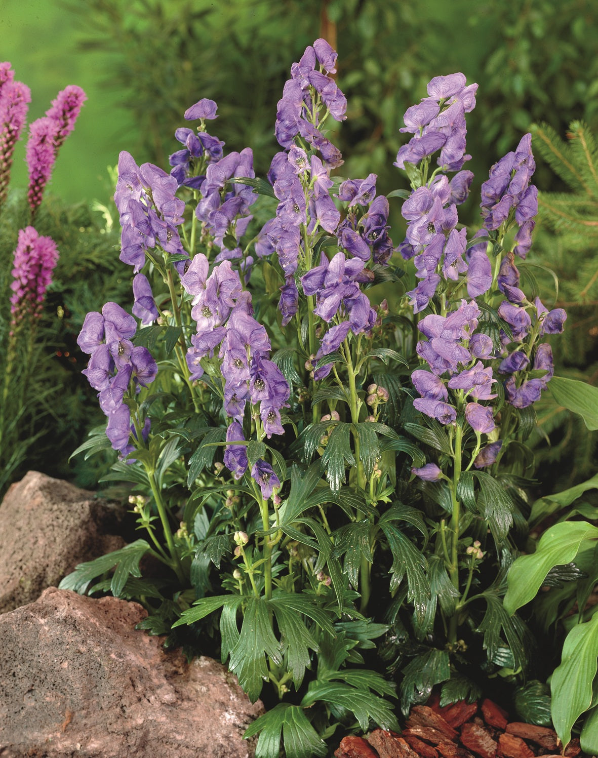 Tarhaukonhattu 'Bicolor' 3 kpl