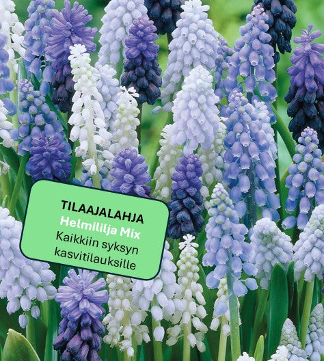 Tilaajalahja - Helmililja Mix