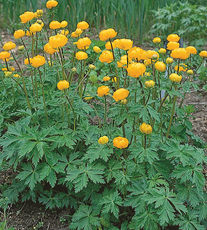3 kpl Kesäkullero 'Golden Queen'
