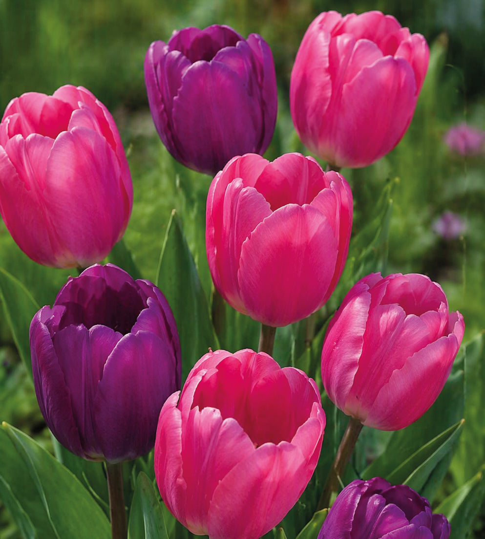 Tulppaani ’Color Pop Mix' 10 kpl