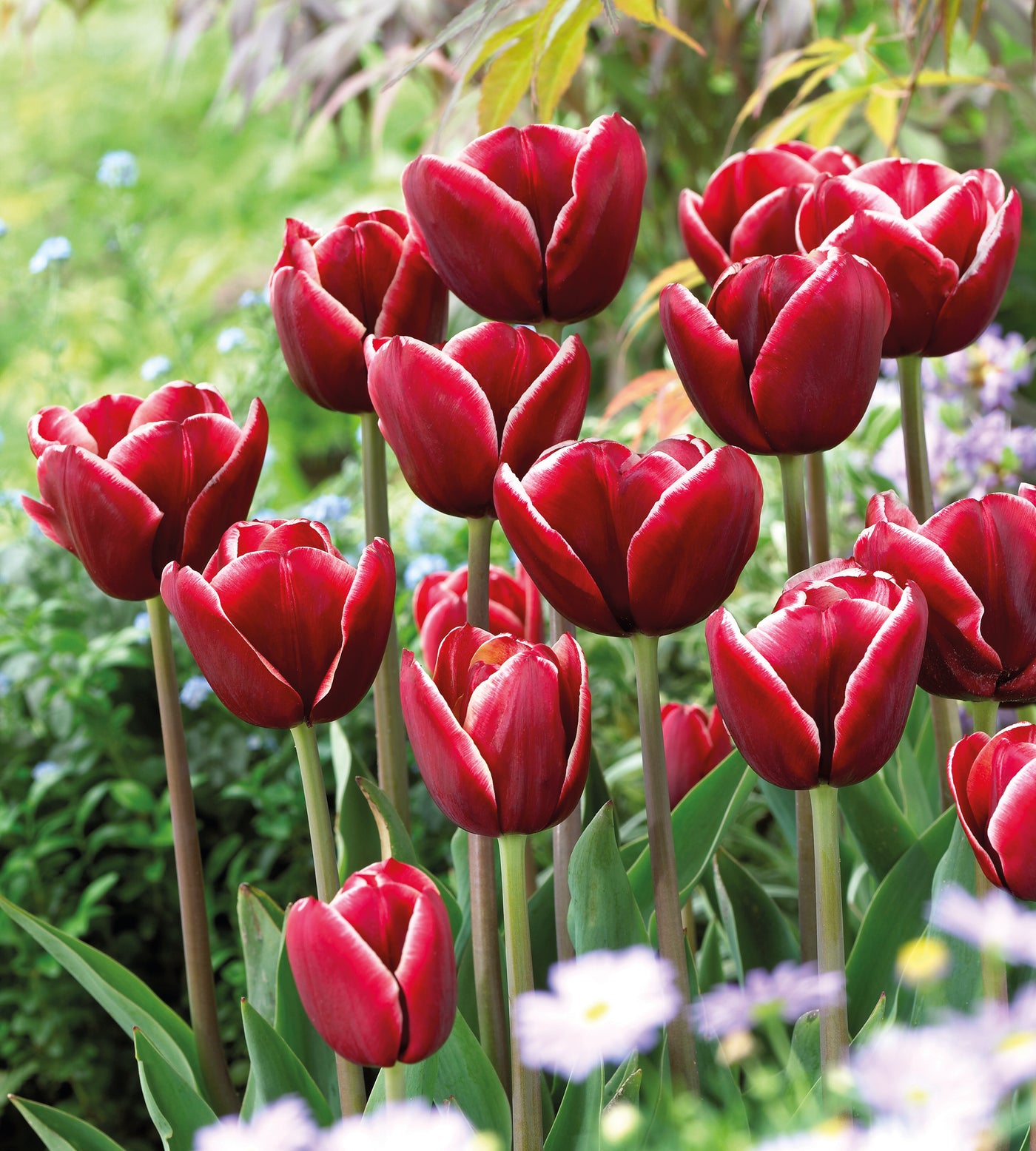 30 kpl Tulppaani 'Armani'