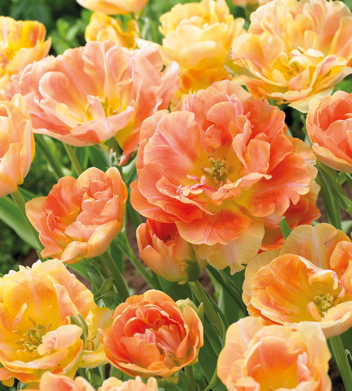 5 kpl Tulppaani 'Charming Beauty'