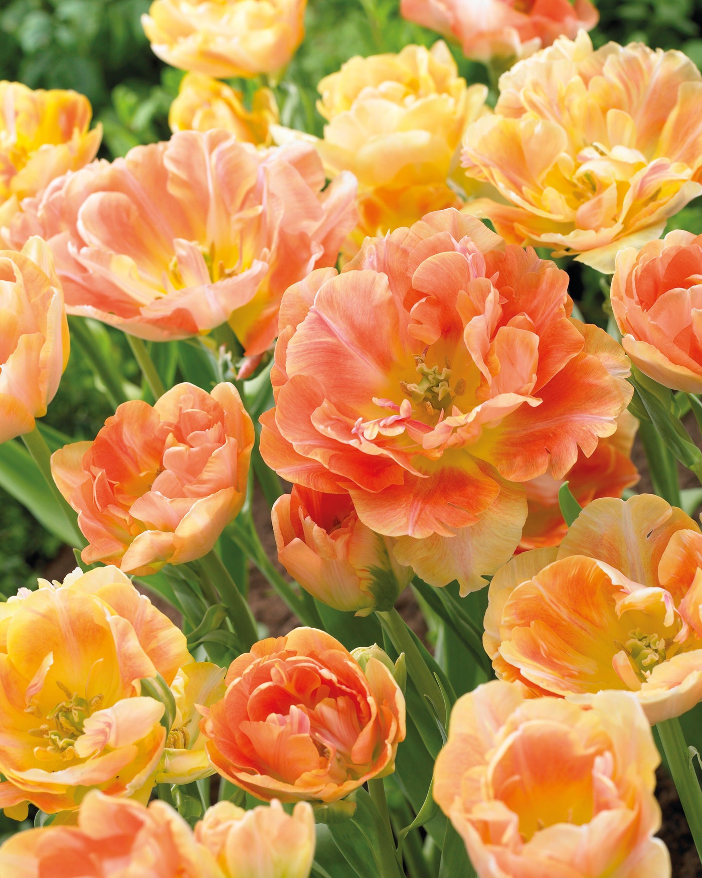 5 kpl Tulppaani 'Charming Beauty'