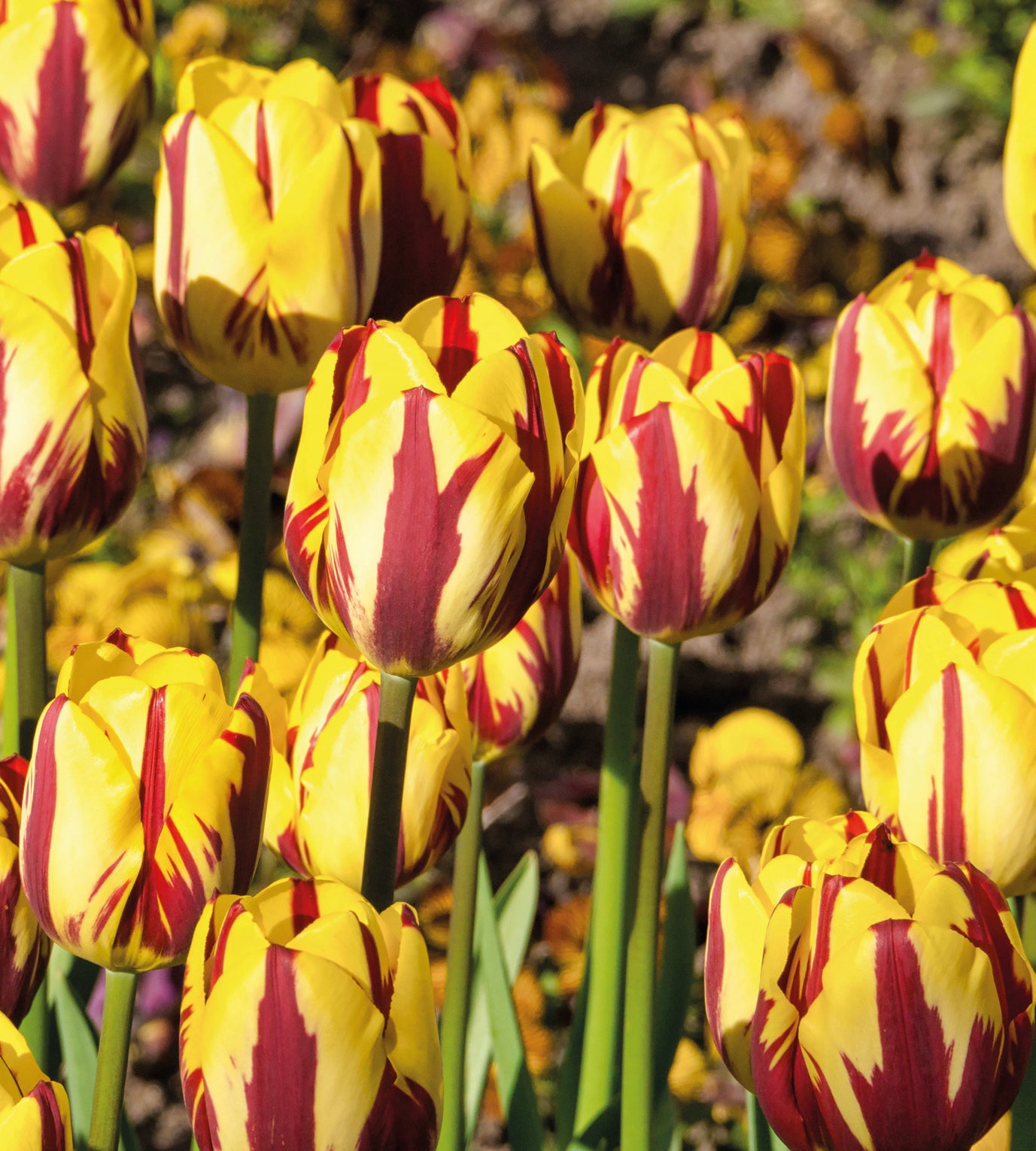 10 kpl Tulppaani 'Helmar'