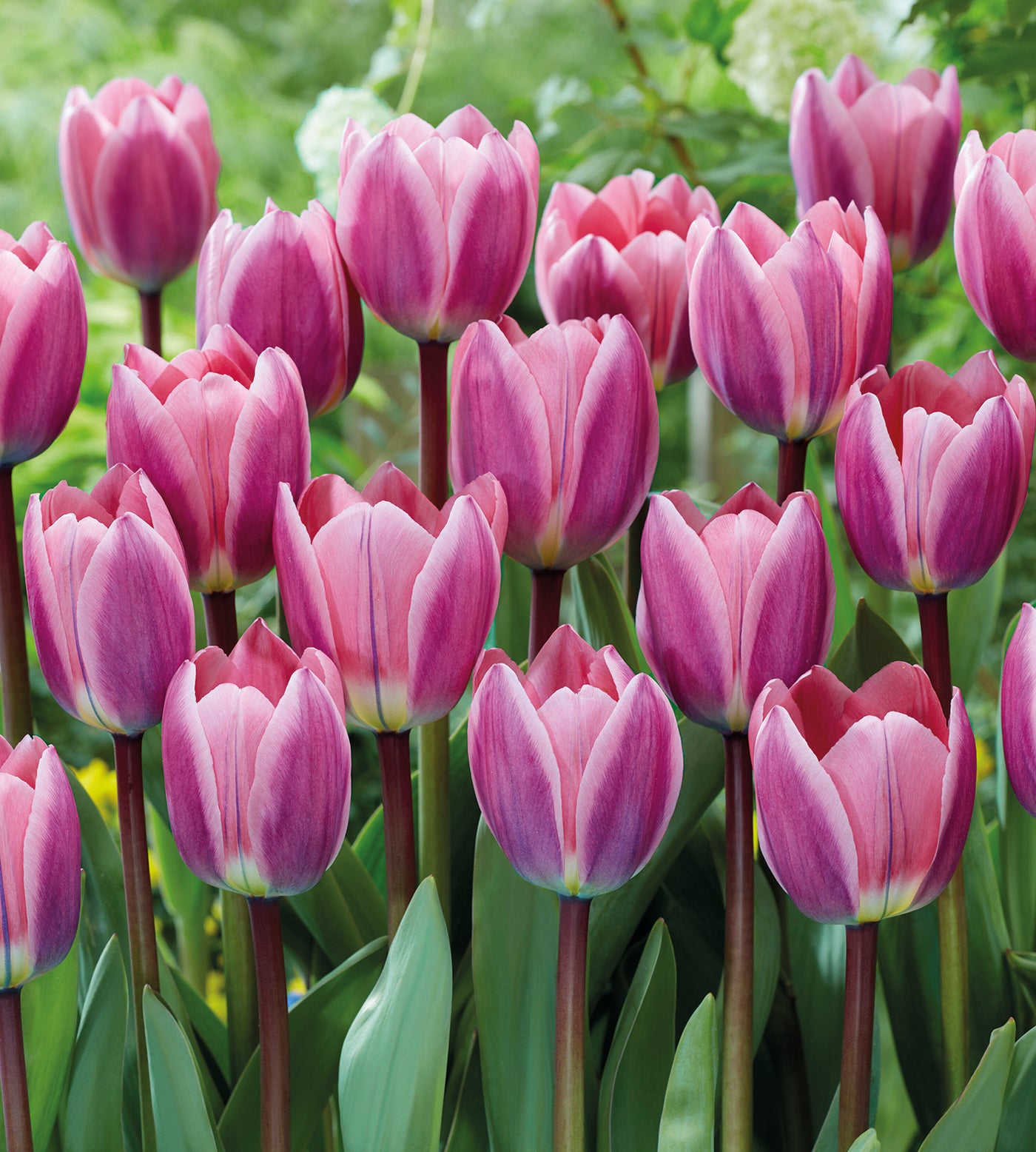 15 kpl Tulppaani 'Light and Dreamy'