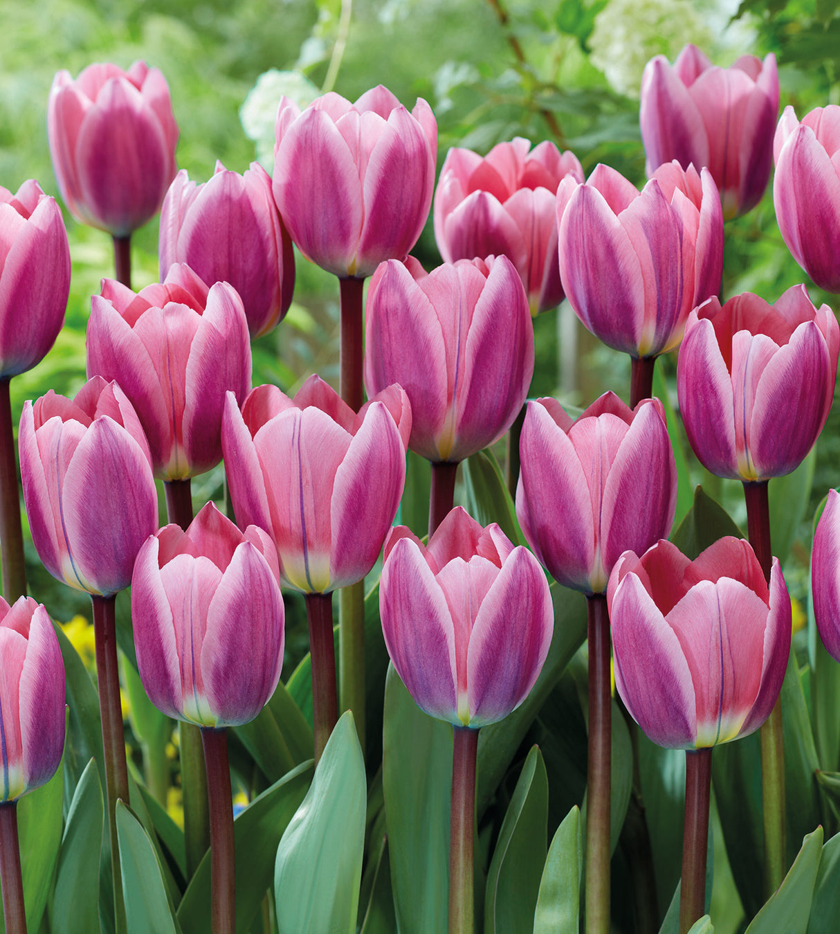 5 kpl Tulppaani 'Light and Dreamy'