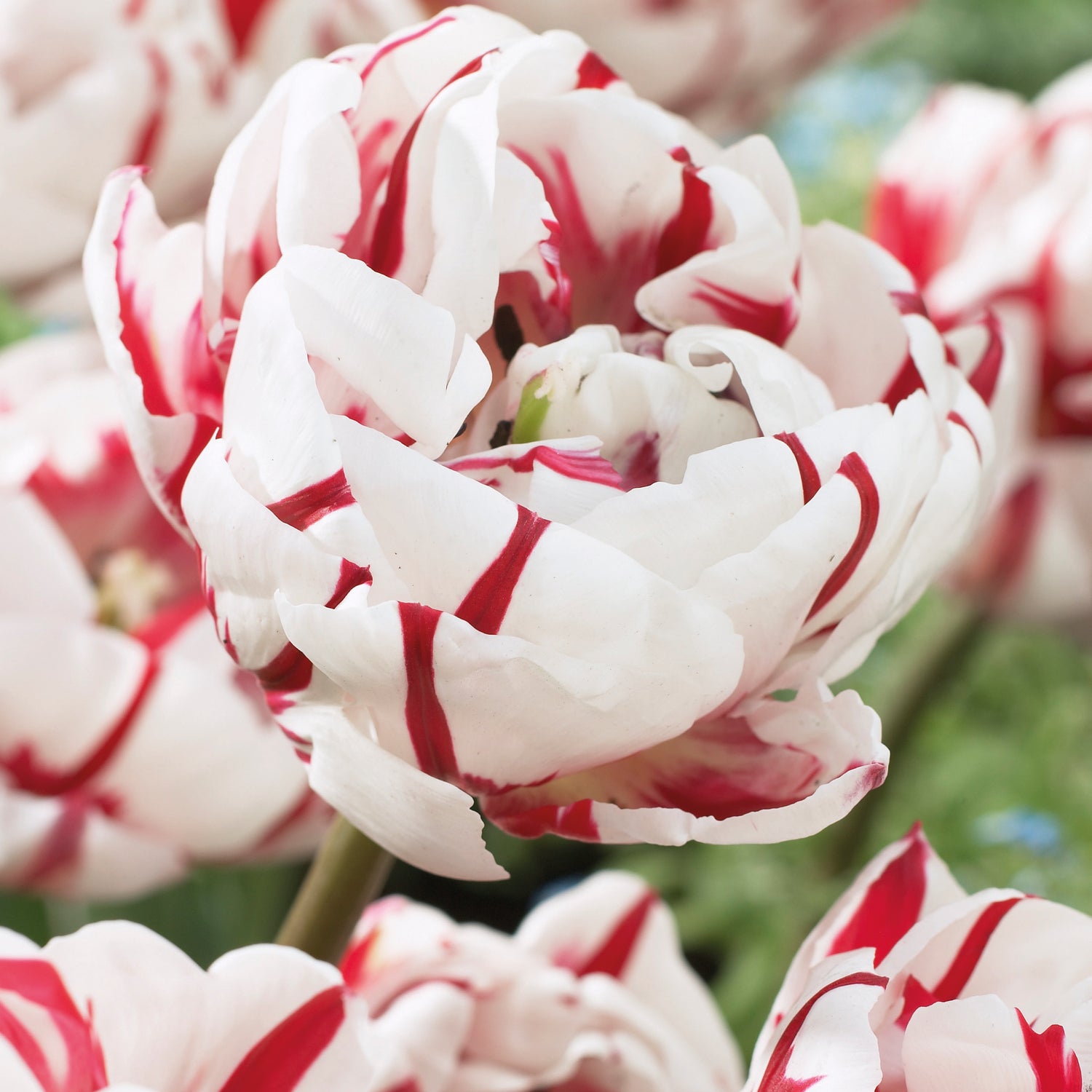 15 kpl Tulppaani 'Carnaval de Nice'