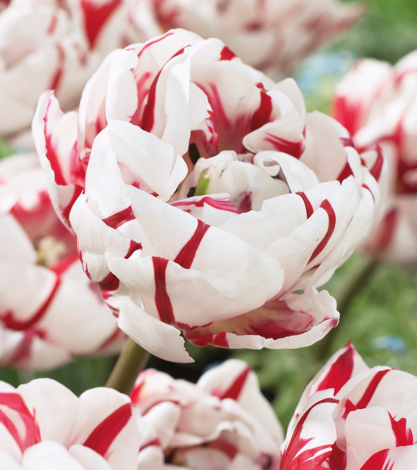 15 kpl Tulppaani 'Carnaval de Nice'