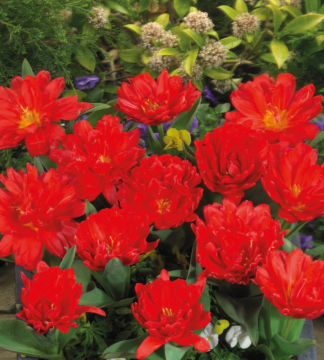 30 kpl Tulppaani 'Red Baby Doll'