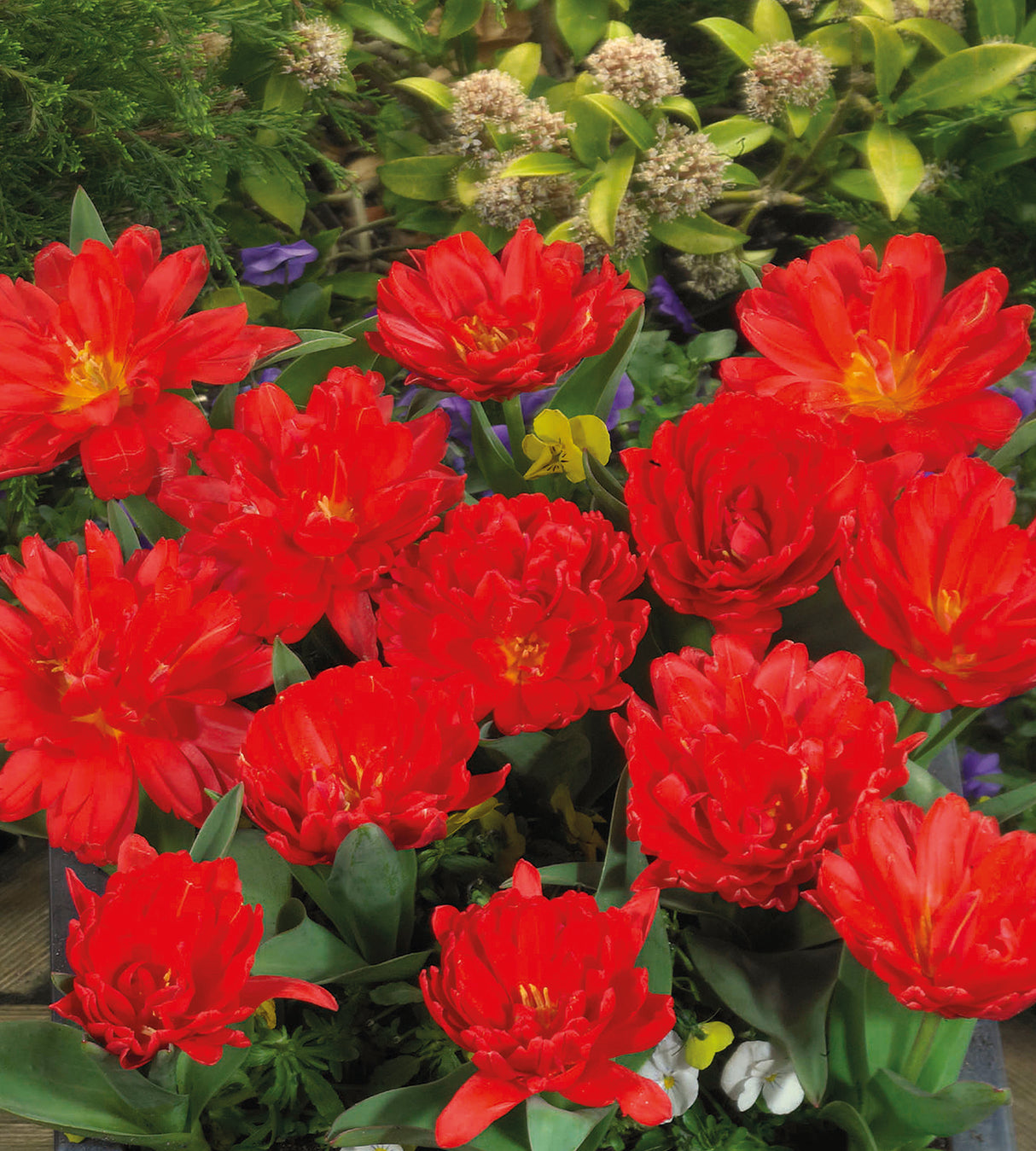 30 kpl Tulppaani 'Red Baby Doll'