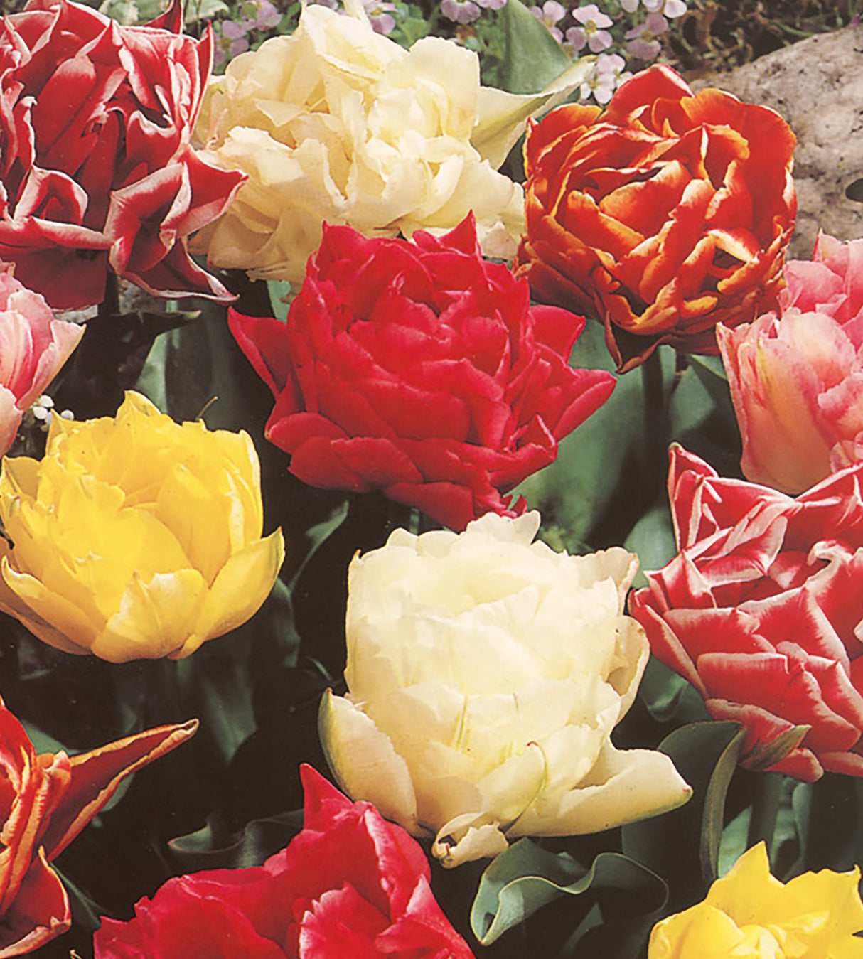 Kerrotut Tulppaanit Mix 10 kpl