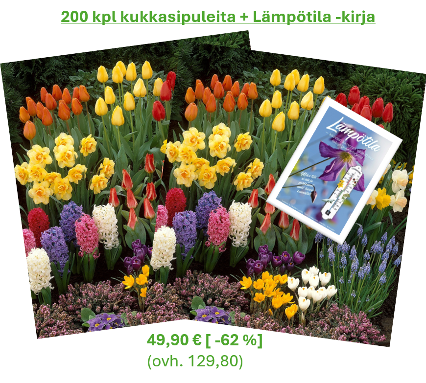 2 x Syyssipuli mix (200 kpl kukkasipuleita) + Lämpötila -kirja