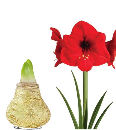 1 kpl Vaha-amaryllis Magic Gold