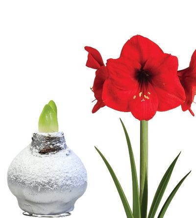 1 kpl Vaha-amaryllis Snow Silver