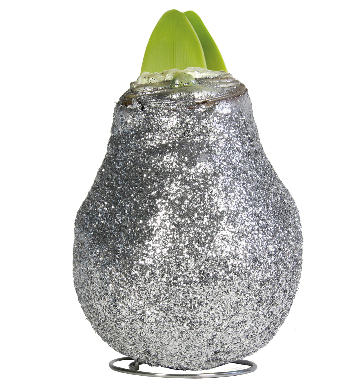 1 kpl Vaha-amaryllis Magic Silver