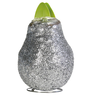 1 kpl Vaha-amaryllis Magic Silver
