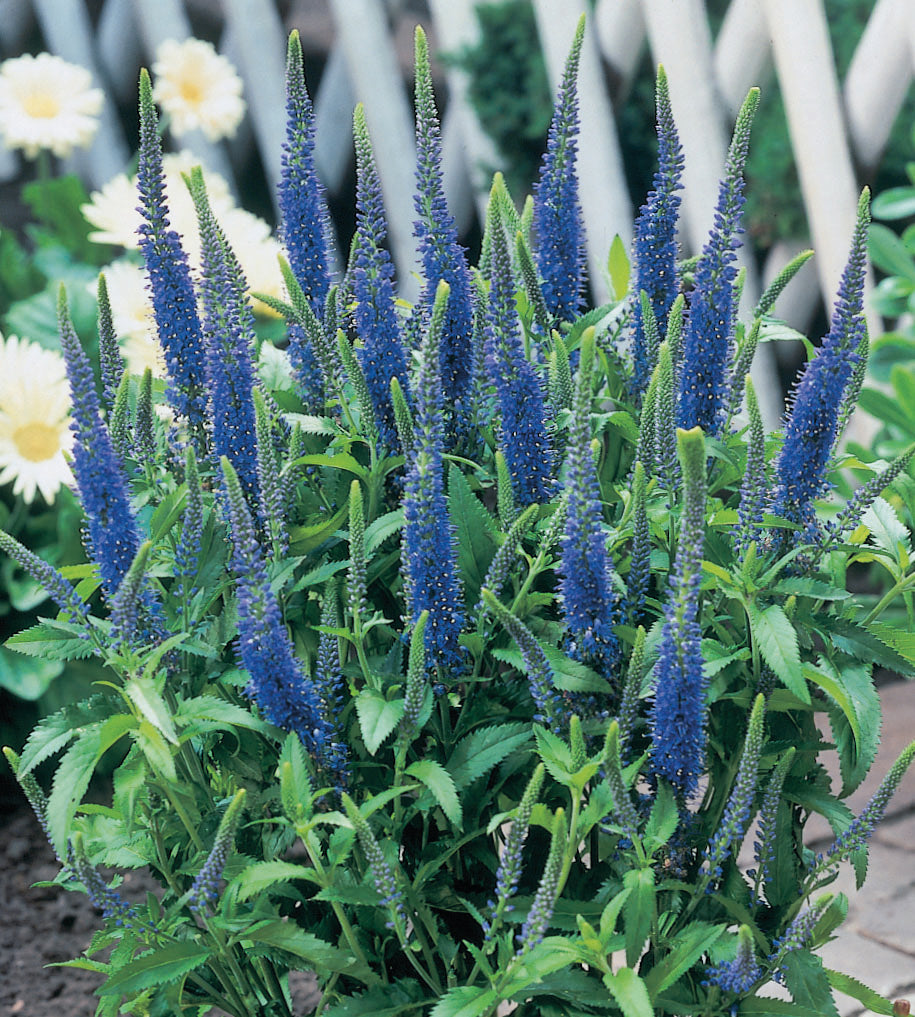3 kpl Tähkätädyke 'Ulster Dwarf Blue'