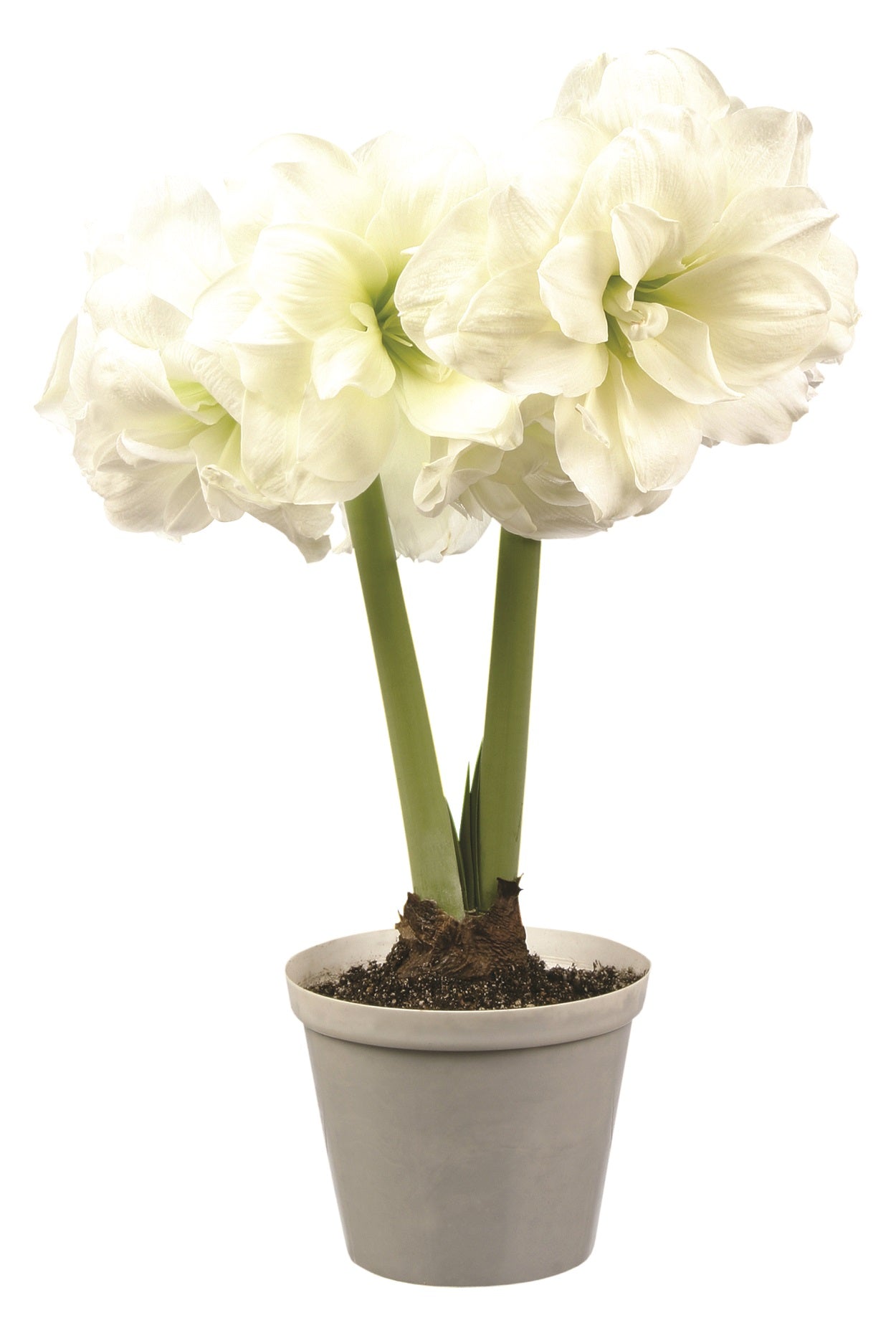 1 kpl Amaryllis Alasca