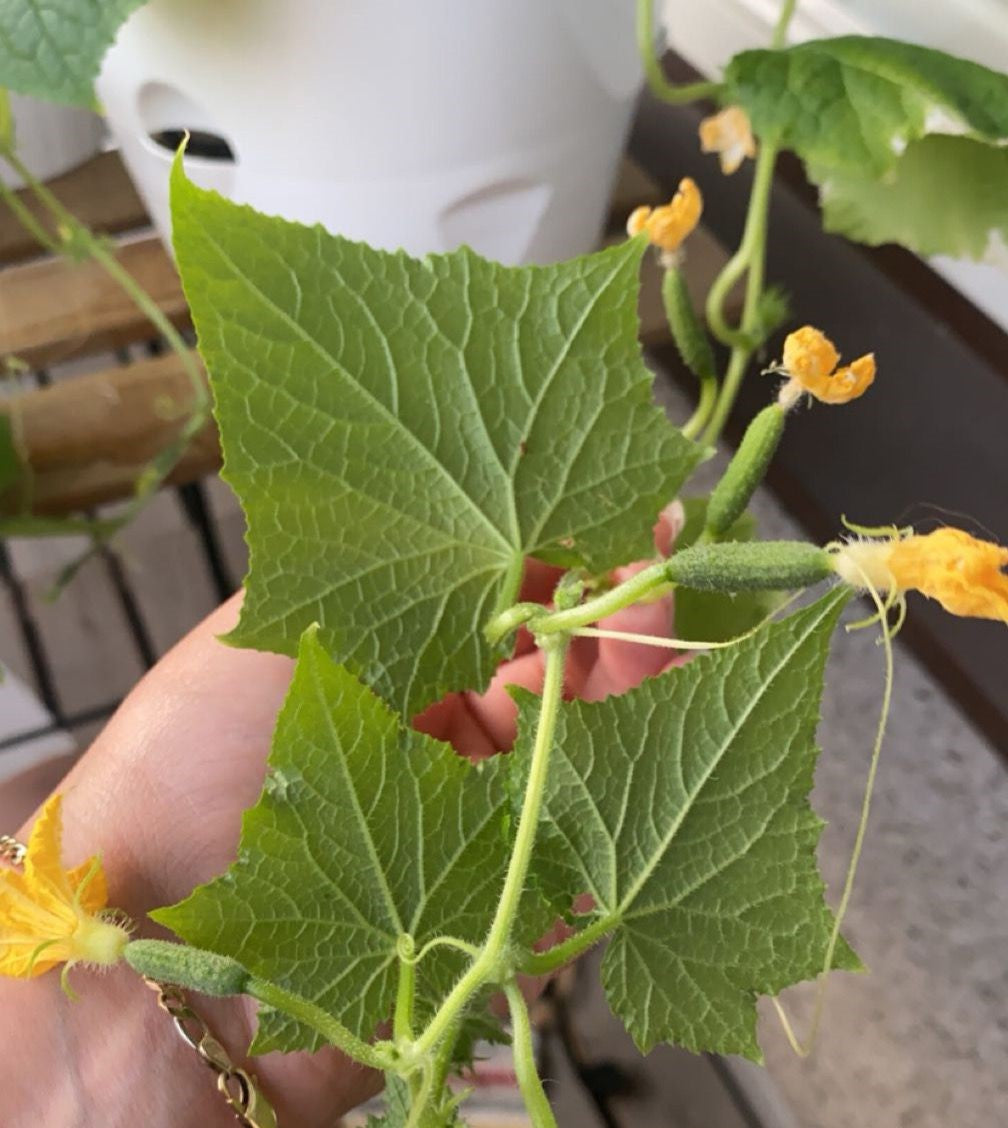 3 kpl Amppelikurkku 'Rocky'
