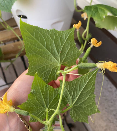 3 kpl Amppelikurkku 'Rocky'