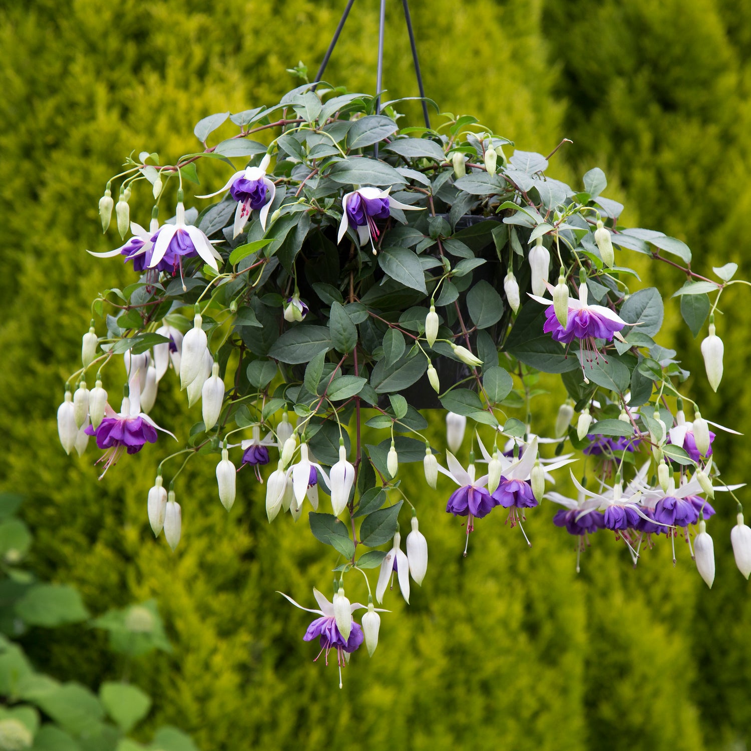 3 kpl Verenpisara 'Blue Angel'