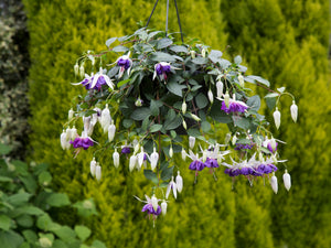 3 kpl Verenpisara 'Blue Angel'