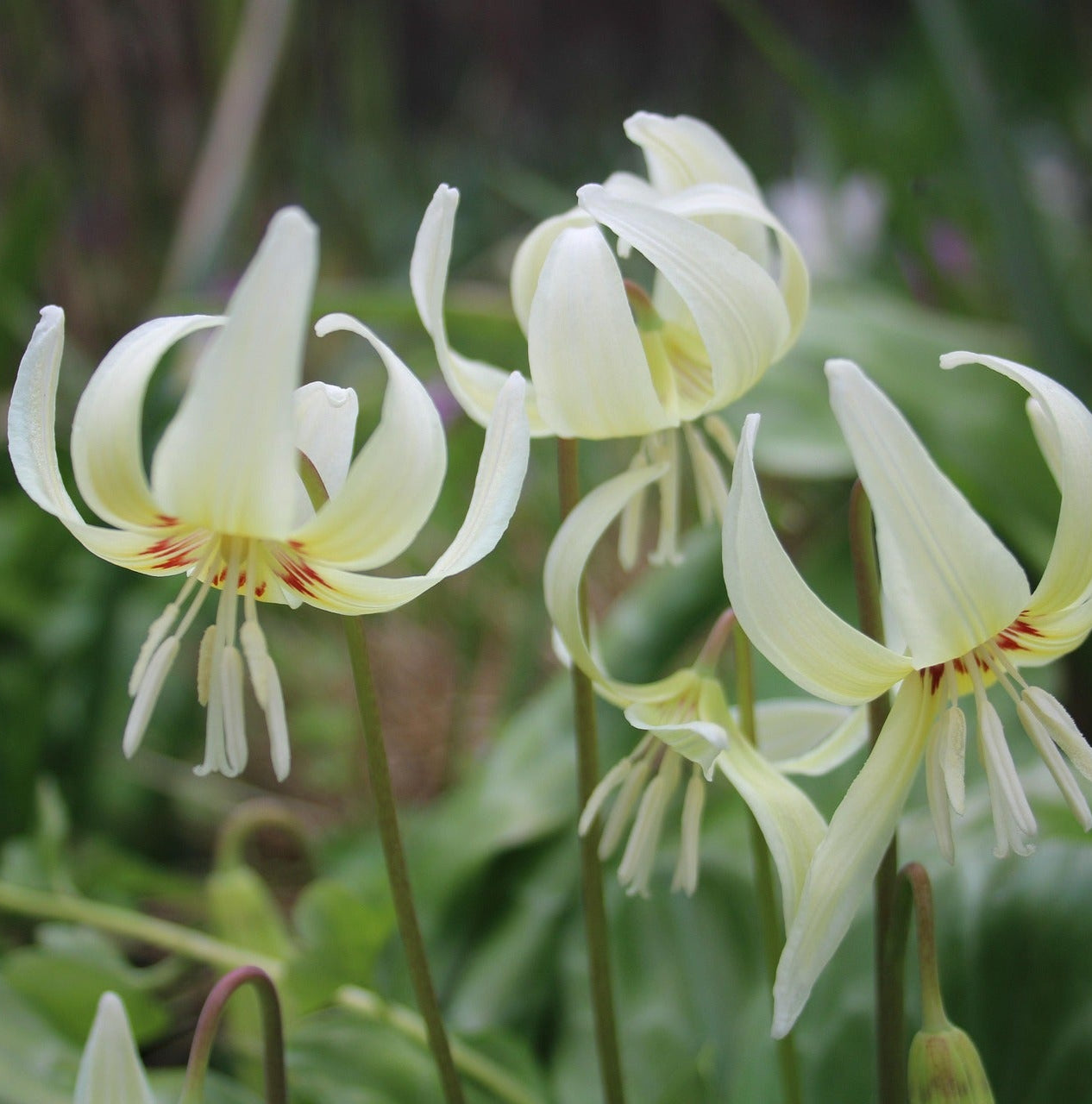 5 kpl Tähtikoiranhammas 'White Beauty'