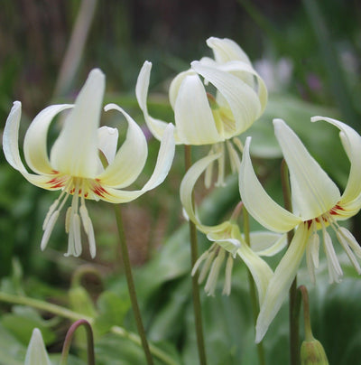 5 kpl Tähtikoiranhammas 'White Beauty'
