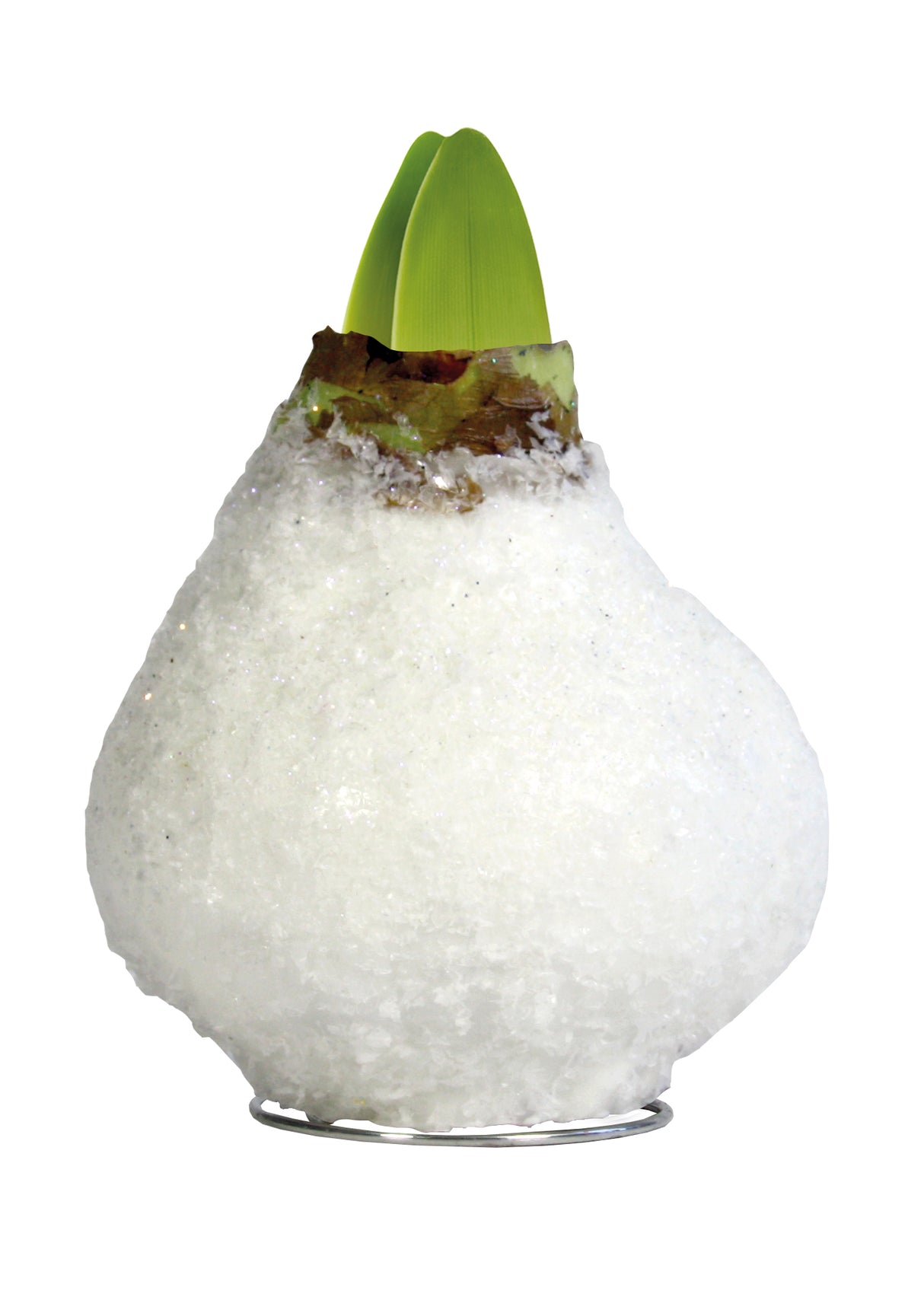 1 kpl Vaha-amaryllis Glamour White