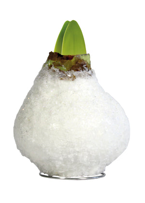 1 kpl Vaha-amaryllis Glamour White