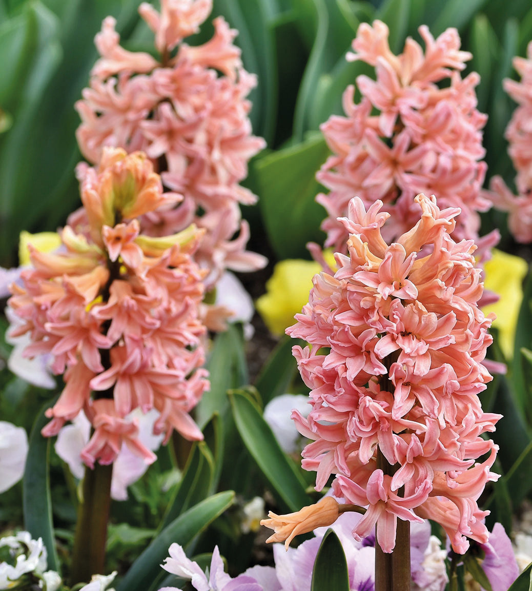 5 kpl Hyasintti ’Gipsy Queen'