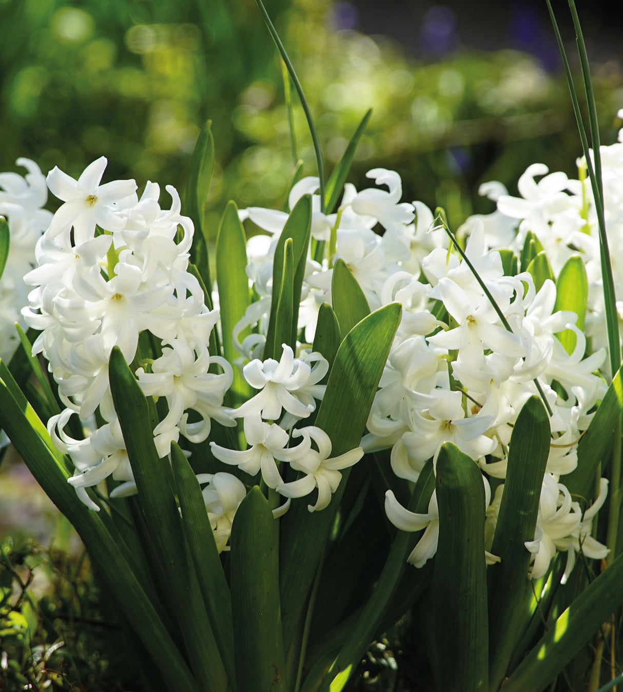 5 kpl Hyasintti ’Carnegie'
