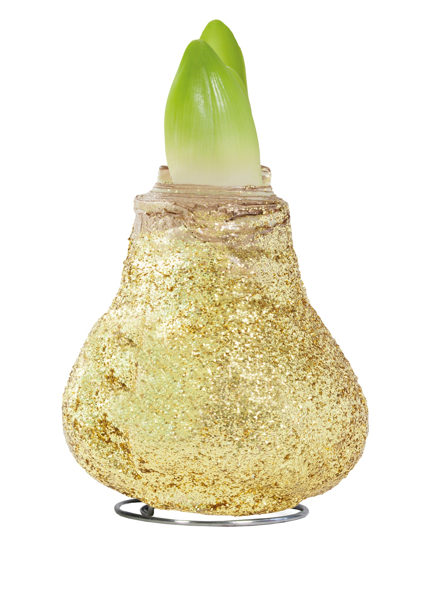 1 kpl Vaha-amaryllis Magic Gold