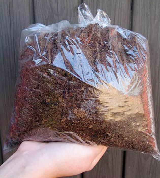 5 kpl Amaryllis KerhoSpecial