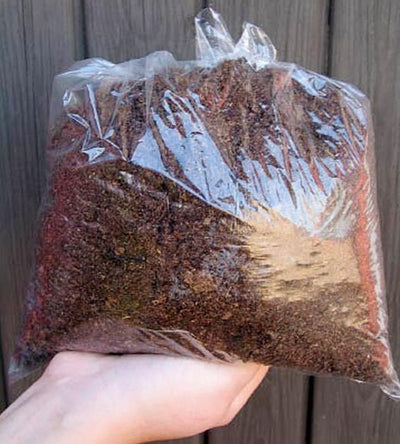 5 kpl Amaryllis KerhoSpecial