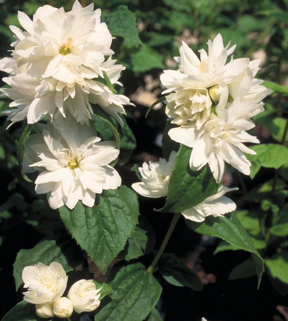 1 kpl Kameliajasmike 'Snowbelle'