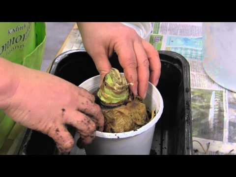 5 kpl Amaryllis Alfresco