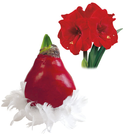 1 kpl Vaha-amaryllis Feather X-mas Red