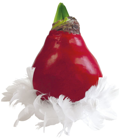 1 kpl Vaha-amaryllis Feather X-mas Red